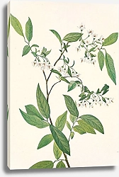 Постер Уолкотт Мари Ягода оленья. Polycodium stamineum