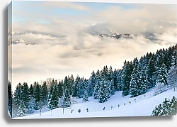 Постер Зимний еловый лес на холме