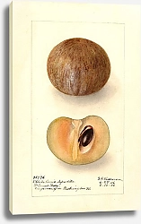 Постер Пассмор Дебора Манилкара сапота