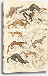 Постер Макгилливрей Уильям Weasels