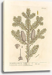 Постер Блэквелл Элизабет Мужская пихта, или серебристая пихта