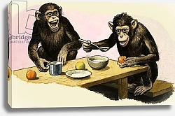 Постер Дэвис Р. (жив, дет) Z for Zoo. Chimpanzee's tea-party