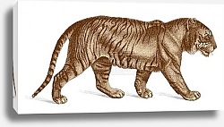 Постер Рисунок тигра в стиле ретро