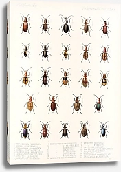 Постер Годман Фредерик Insecta Coleoptera Pl 032