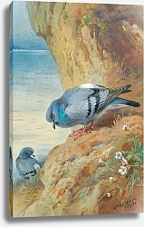 Постер Торнбурн Арчибальд (Бриджман) Rock Doves
