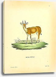 Постер Водяной козёл