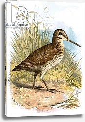 Постер Школа: Английская 20в. Woodcock 3