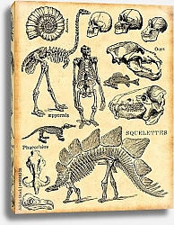 Постер Ретро окаменелости и скелеты