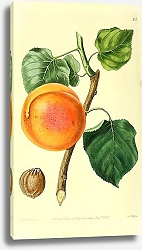 Постер Турецкий абрикос