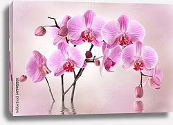 Постер Розовые орхидеи.