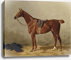 Постер Волкерс Эмиль Оседланная спортивная лошадь