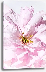 Постер Цветок вишни крупным планом