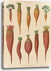 Постер Бенари Эрнст Швейцарский швейцарский мангольд