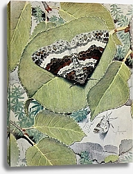 Постер Робер Поль-Андре Муаровый Сидарий