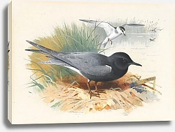 Постер Торнбурн Арчибальд (Бриджман) Black Tern; Great Shearwater