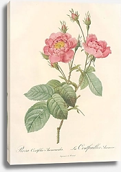 Постер Редюти Пьер Rosa Centifolia Anemonoides