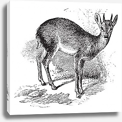 Постер Молодой олень, ретро
