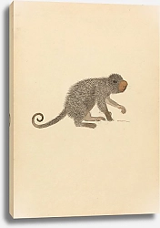 Постер Сауэрби Джеймс Южноамериканский дикобраз