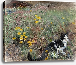 Постер Лильефорс Бруно Кошка на цветочном лугу