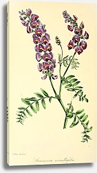 Постер Swainsonia Coronillaefolia