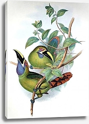 Постер Blue-throated Groove-bill