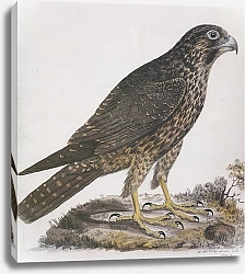 Постер Peregrine Falcon (juenile)