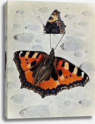 Постер Робер Поль-Андре Маленькая Черепаха