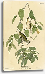 Постер Autumnal Warbler