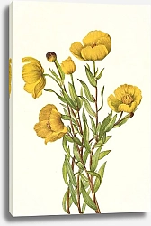 Постер Уолкотт Мари Кустовидный кустарничек. Dendromecon rigidum