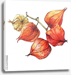 Постер Сухие плоды-ягоды Физалиса на ветке