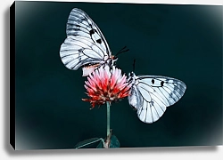 Постер Два белых мотылька на цветке клевера