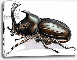 Постер Дэвис Р. (жив, дет) Stag Beetle, 1966