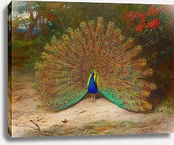 Постер Торнбурн Арчибальд (Бриджман) Peacock And Peacock Butterfly