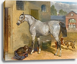 Постер Херринг Джон Один Из Шотландских Серых Во Дворе С Собакой И Козами