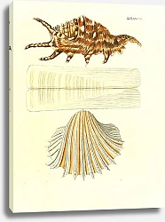 Постер Морские раковины 028