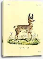 Постер Вилорогая антилопа