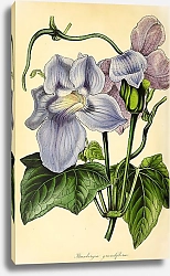 Постер Thunbergia Grandiflora