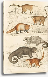 Постер Макгилливрей Уильям Pandas