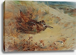 Постер Торнбурн Арчибальд (Бриджман) Woodcock sheltering in the sand dunes