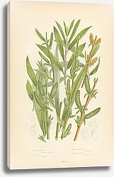 Постер Purple Willow, Rosw w., Fine Basket-osier, Green-leaved o.