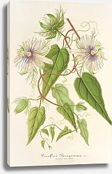 Постер Лемер Шарль Passiflora Baraquiniana