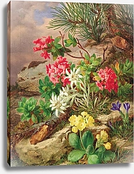 Постер Лауэр Йозеф Alpenblumen