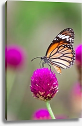 Постер Бабочка монарх на цветке клевера