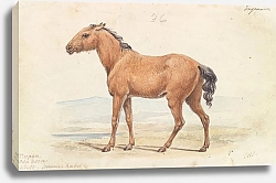 Постер Смит Чарльз Гамильтон The Tarpan. Wild Horse. Native to Russia