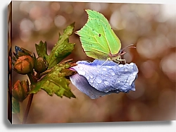 Постер Зелёная бабочка на лиловом цветке в каплях росы