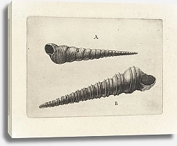 Постер Холлар Вецеслаус (грав) Two screw shells