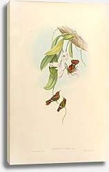Постер Lophornis Ornatus