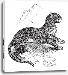 Постер Jaguar or Panthera onca vintage engraving