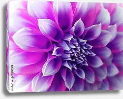 Постер Бело-фиолетовый цветок, крупно