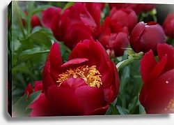 Постер Красные пионы, цветущие в саду